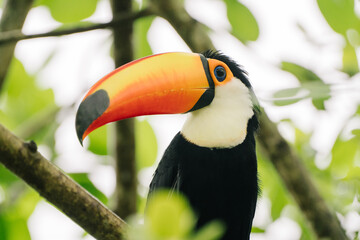 A vibrant male toucan perched on a branch in a lush green forest. It has a large, colorful beak and black plumage.