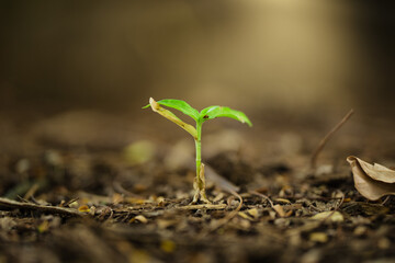 A tiny seedling emerges from the soil, symbolizing new beginnings and growth.  Focus on the delicate sprout against a blurred background.