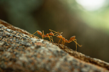 Two red ants are closely interacting on a textured tree branch. Shallow depth of field creates a blurred background.