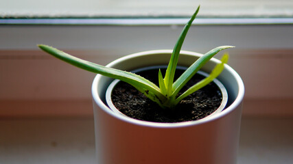 Calathea orbifolia, green indoor plant isolated on white