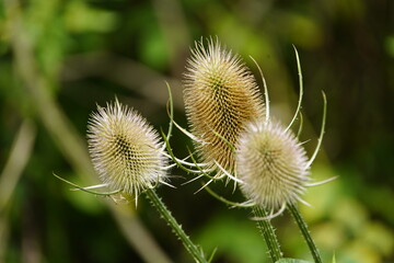 The wild teasel (Dipsacus fullonum L., synonym: Dipsacus sylvestris Huds.) is a plant species that belongs to the subfamily Dipsacoideae. Hanover Leinewiesen, Germany,

