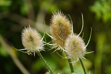 The wild teasel (Dipsacus fullonum L., synonym: Dipsacus sylvestris Huds.) is a plant species that belongs to the subfamily Dipsacoideae. Hanover Leinewiesen, Germany,
