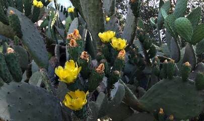 Premium Photography of Opuntia ficus-indica in full bloom isolated. Prickly Pear Cactus blossom close up, Indian Fig blooming, Barbary Fig isolated, Nopal Cactus, Mission Cactus. Mediterranean fruits.