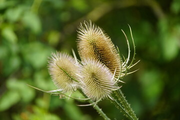 The wild teasel (Dipsacus fullonum L., synonym: Dipsacus sylvestris Huds.) is a plant species that belongs to the subfamily Dipsacoideae. Hanover Leinewiesen, Germany,
