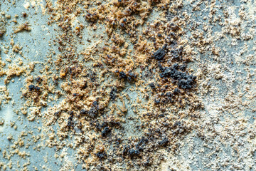Close-up of textured mold and fungi growth on an outdoor kitchen wall surface, showcasing intricate patterns of decay and organic transformation. The image captures the natural decomposition process