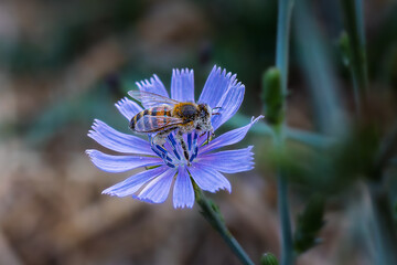 bee foraging on wild chicory in the morning light