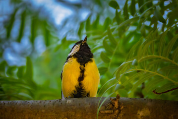 Great Tit perched on a branch in the morning light