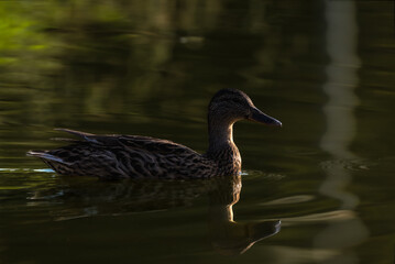 mallard duck on the surface of a pond in the morning light
