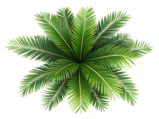 top view palm leaves tree isolated on AI generated by PNG