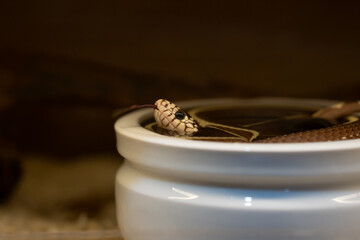 A Captive California Kingsnake Resting in a White Ceramic Water Dish with Head and Tongue Visible