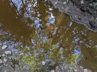 Reflections of trees, forest, and clouds in a large puddle on a forest road after a summer storm and heavy rain
