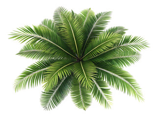 top view palm leaves tree isolated on AI generated by PNG