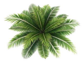 top view palm leaves tree isolated on AI generated by PNG