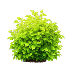 Dense, vibrant yellow-green shrub.  Compact, leafy mound