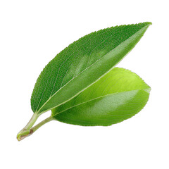 Obraz premium Close-up of two vibrant green leaves, slightly overlapping, with visible leaf veins