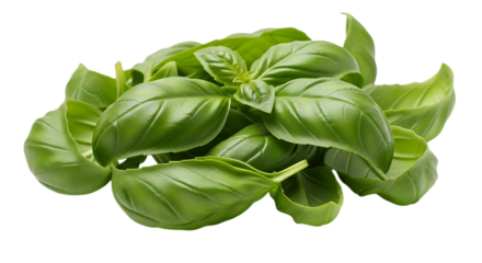 Closeup of fresh green basil leaves isolated on transparent background, showcasing aromatic flavor and culinary versatility for italian and mediterranean cuisine