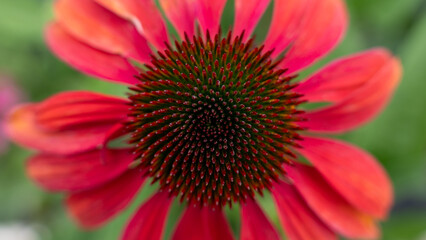 Flower echinacea coneflower red center macro detail texture pattern nature garden summer plant petal bloom blossom vibrant beautiful botany flora