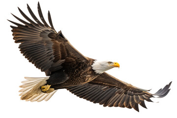 Transparent PNG available
photo of an eagle floating mid-air on AI generated by PNG