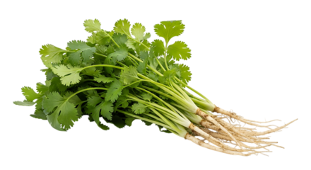 Fresh cilantro bunch isolated on transparent background, a vibrant herb with aromatic leaves, perfect for adding a zesty flavor to various culinary dishes and garnishing meals
