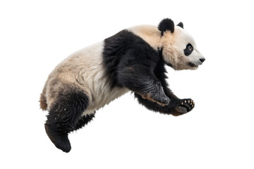 Transparent PNG available
photo of a panda floating mid-air on AI generated by PNG