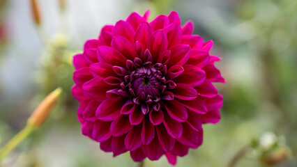 Dahlia flower magenta pink purple nature garden summer beautiful bloom blossom petal pattern geometry macro detail flora botany vibrant colour