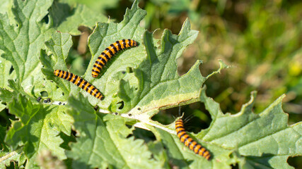 Caterpillar insect nature wildlife larva moth leaf green yellow black stripe summer garden eat pest group beautiful danger poison life cycle