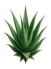 Fototapeta premium Large aloe vera plant with thick, fleshy, pointed leaves and serrated edges