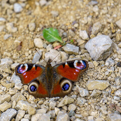 A European Peacock butterfly (Aglais io) rests on a gravelly ground, its vivid red wings with eye spots contrasting against the rocky texture and sparse greenery.