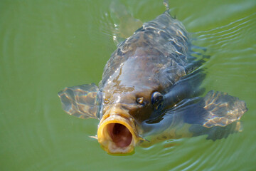 A mirror carp (Cyprinus carpio var. specularis) swims in greenish water with its mouth open,...