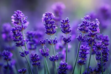 Naklejka premium Bright macro of wild purple lavender flowers in bloom, creamy bokeh background, vibrant color, photorealistic