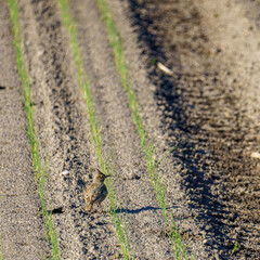 A Crested Lark (Galerida cristata), listed as Threatened on the IUCN Red List, stands on a dry plowed field with young crop seedlings emerging in rows. 