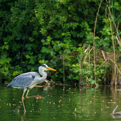 A Grey Heron (Ardea cinerea) stands on a submerged branch in shallow water, beak open, surrounded by dense green wetland vegetation in a calm setting..