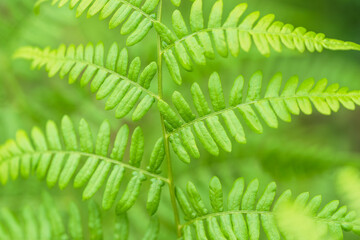 夏の山　緑色のシダの葉が伸びる03
