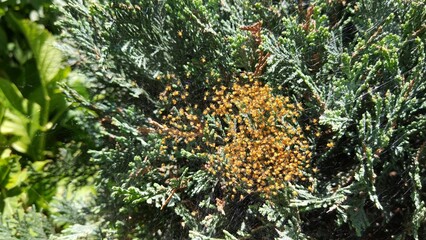 Fototapeta premium Close-up of a cluster of tiny yellow spiderlings on a web woven among the branches of a coniferous bush, illuminated by sunlight. Macro shot of young spiders in their natural habitat.
