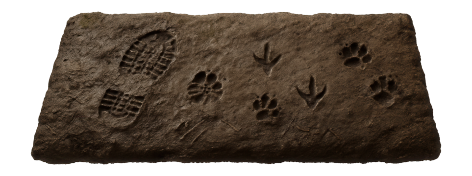 Muddy riverbank with footprints and animal tracks in damp soil