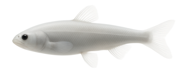 Hydrothermal vent fish with elongated body and reduced pigmentation