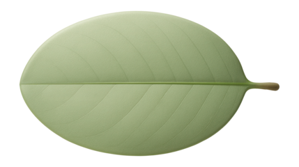 White mangrove leaf with rounded oval shape and smooth, light green surface