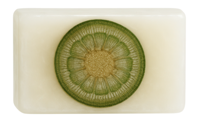 Paraffin block with embedded plant stem cross-section, appearing opaque and rectangular