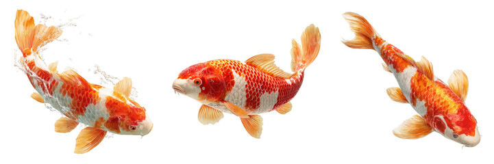 Three orange and white koi fish swimming with water splashes isolated on a transparent background carp