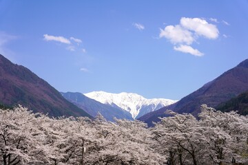信州　大鹿村　満開の桜と南アルプス　赤石岳