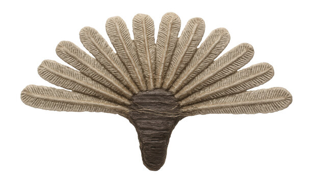 Segment of graptolite showing a fan-shaped arrangement of thecae diverging from a central point