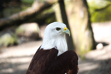 
A Brahminy Kite, also known as a Red-backed Sea Eagle, looks to the right. The bird has a white head and chest, and its wings are a rich reddish-brown color.