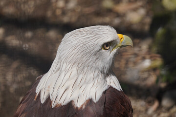 
A Brahminy Kite, also known as a Red-backed Sea Eagle, looks to the right. The bird has a white head and chest, and its wings are a rich reddish-brown color.