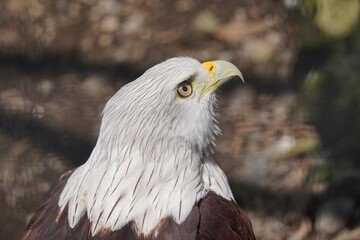 
A Brahminy Kite, also known as a Red-backed Sea Eagle, looks to the right. The bird has a white head and chest, and its wings are a rich reddish-brown color.