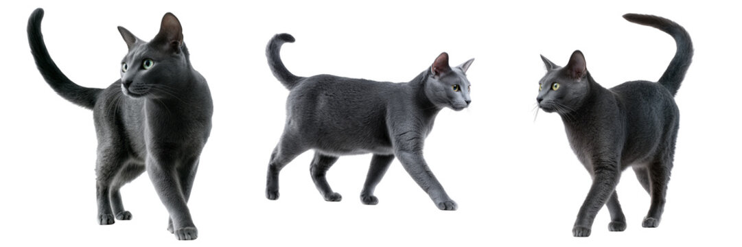Three Russian Blue cats in different poses on black background isolated on a transparent background animal