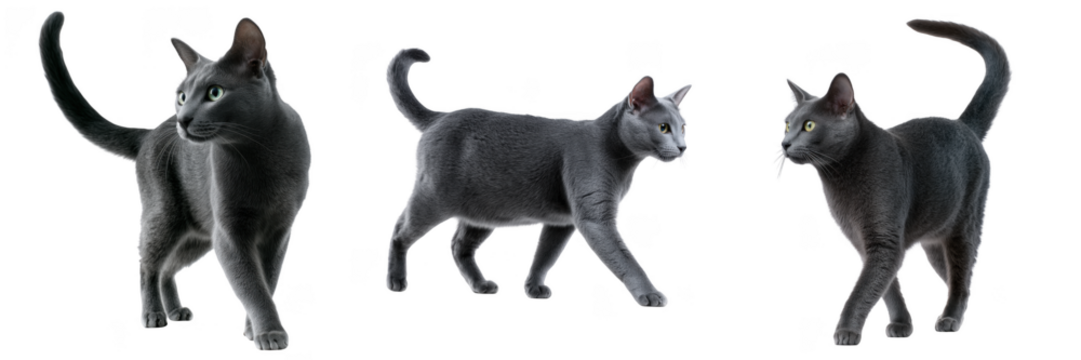 Three Russian Blue cats in different poses on black background isolated on a transparent background animal