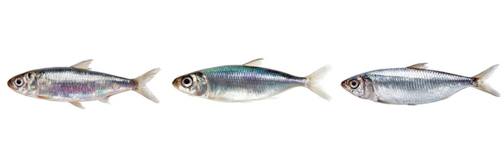 Three silver herring fish with iridescent scales on black isolated on a transparent background seafood