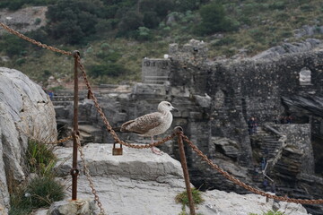 GABBIANELLO SULLE ROCCE