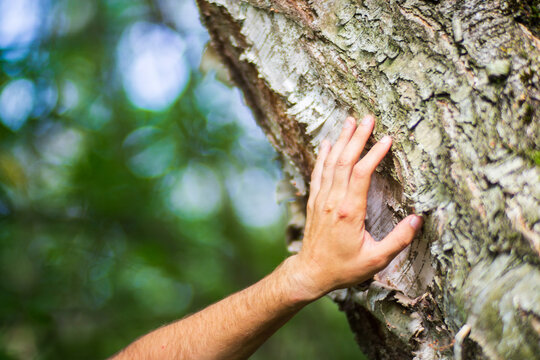 A man's hand touch the tree trunk close-up. Bark wood.Caring for the environment. The ecology concept of saving the world and love nature by human