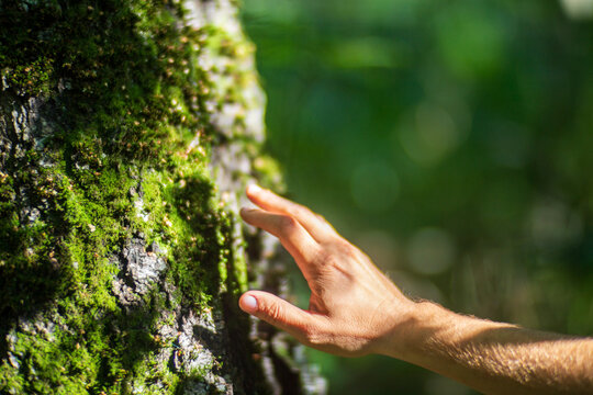 A man's hand touch the tree trunk close-up. Bark wood. Caring for the environment. The ecology concept of saving the world and love nature by human